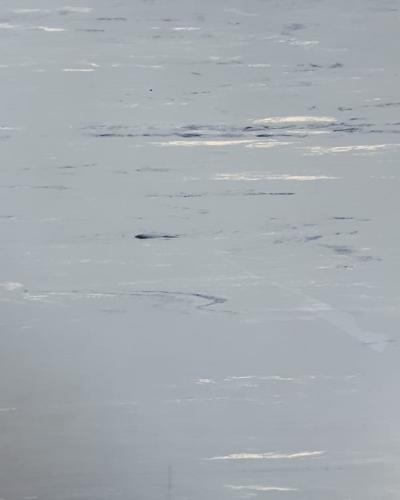 Classic-imperial-116-blue